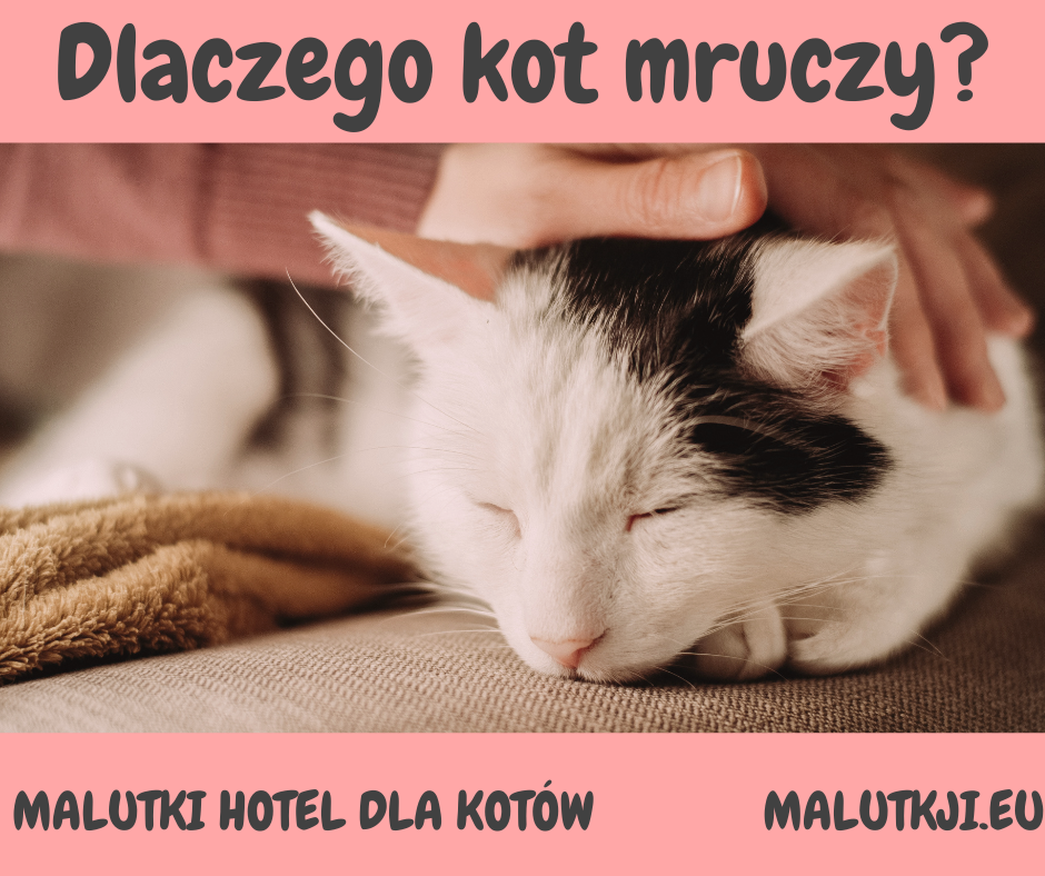 Post o tym dlaczego koty mruczą
