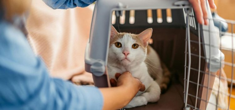 kot w transporterku